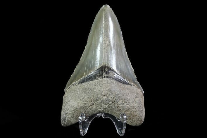 Serrated, Fossil Megalodon Tooth - Beautiful Enamel #81679